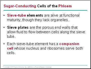 Sugar-Conducting Cells of the Phloem