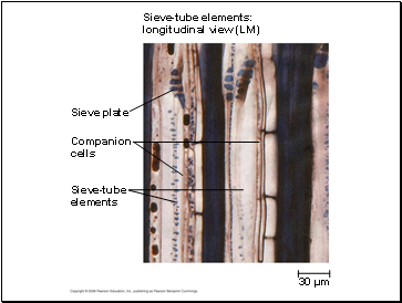 Sieve-tube elements: