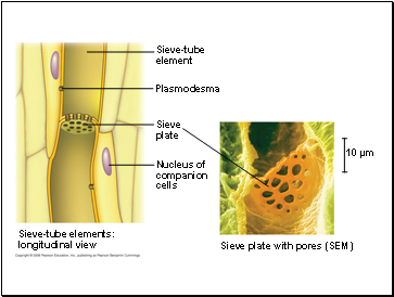 Sieve-tube