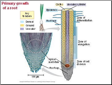 Primary growth of a root