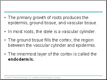 The primary growth of roots produces the epidermis, ground tissue, and vascular tissue.