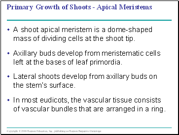 Primary Growth of Shoots - Apical Meristems