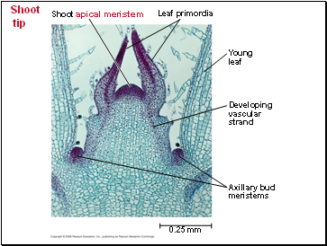 Shoot tip