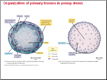 Organization of primary tissues in young stems