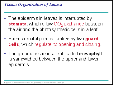 Tissue Organization of Leaves