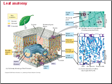 Leaf anatomy