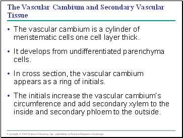 The Vascular Cambium and Secondary Vascular Tissue