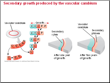 Secondary growth produced by the vascular cambium