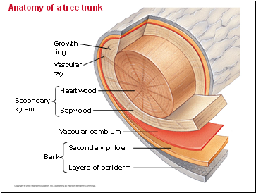 Anatomy of a tree trunk