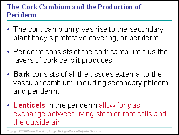 The Cork Cambium and the Production of Periderm