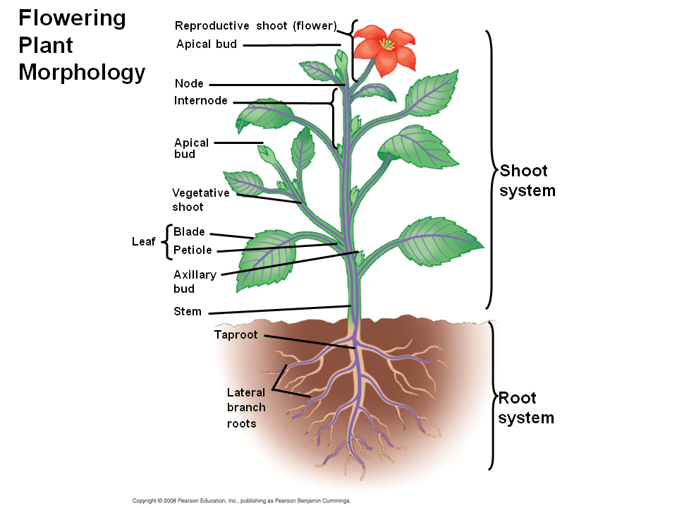 Plant physiology. Plant structure. Plant Morphology. Plan structure. Plant Organs.