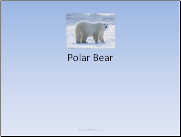 Polar Bear