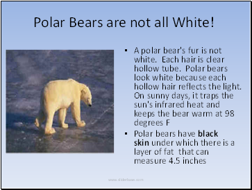 Polar Bears are not all White!