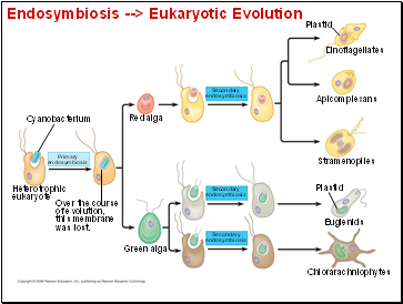 Endosymbiosis --> Eukaryotic Evolution