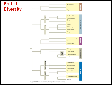 Protist Diversity