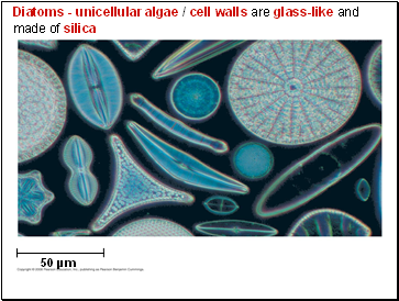 Diatoms - unicellular algae / cell walls are glass-like and made of silica