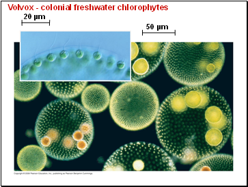 Volvox - colonial freshwater chlorophytes