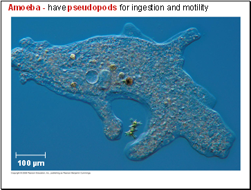 Amoeba - have pseudopods for ingestion and motility