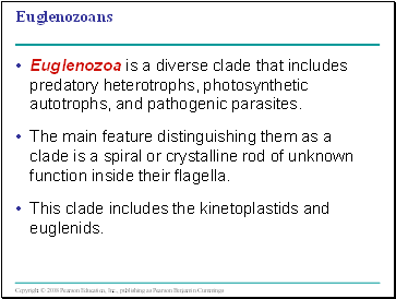 Euglenozoans
