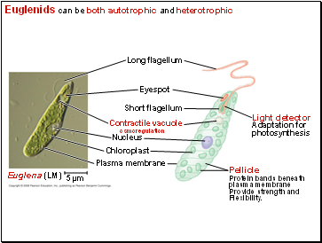 Euglenids can be both autotrophic and heterotrophic