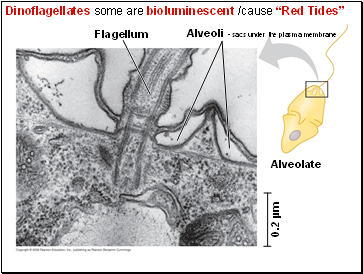 Dinoflagellates some are bioluminescent /cause Red Tides