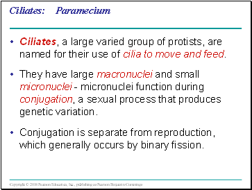 Ciliates: Paramecium