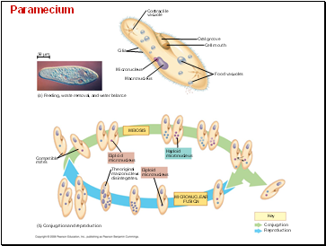 Paramecium