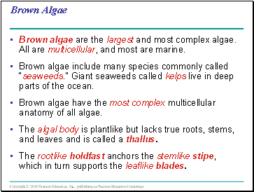 Brown Algae