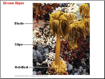 Brown Algae