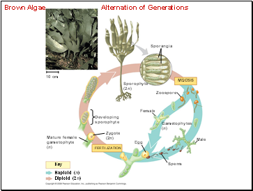 Brown Algae Alternation of Generations