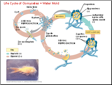 Life Cycle of Oomycetes = Water Mold