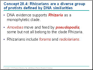Concept 28.4: Rhizarians are a diverse group of protists defined by DNA similarities