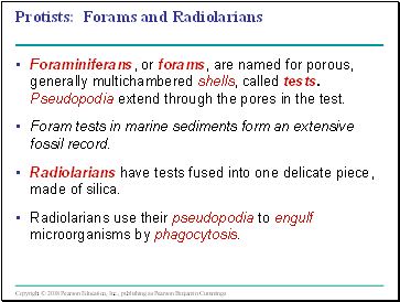Protists: Forams and Radiolarians