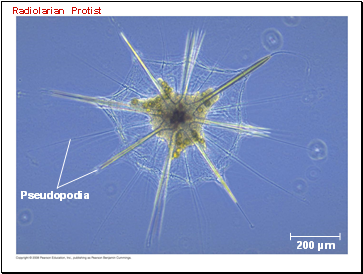 Radiolarian Protist