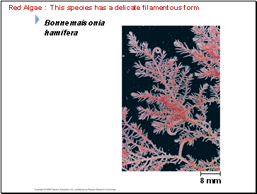 Red Algae : This species has a delicate filamentous form