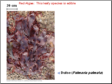 Red Algae: This leafy species is edible