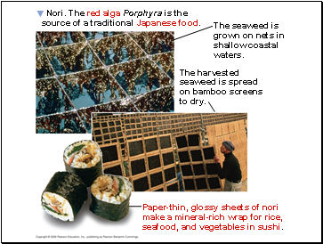Nori. The red alga Porphyra is the