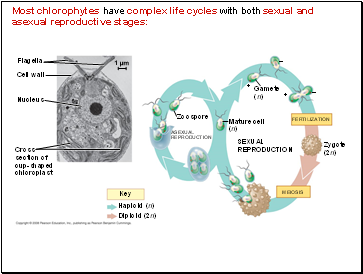 Most chlorophytes have complex life cycles with both sexual and asexual reproductive stages: