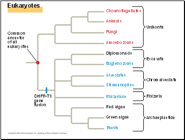 Eukaryotes