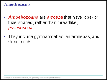 Amoebozoans