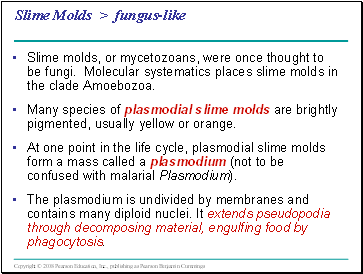 Slime Molds > fungus-like