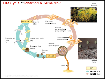 Life Cycle of Plasmodial Slime Mold
