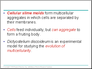 Cellular slime molds form multicellular aggregates in which cells are separated by their membranes.