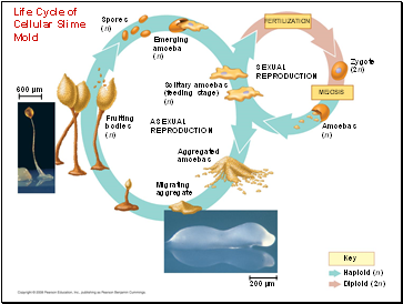 Life Cycle of Cellular Slime Mold