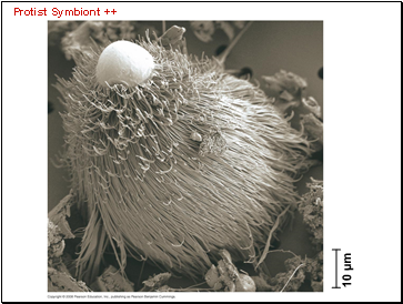 Protist Symbiont ++