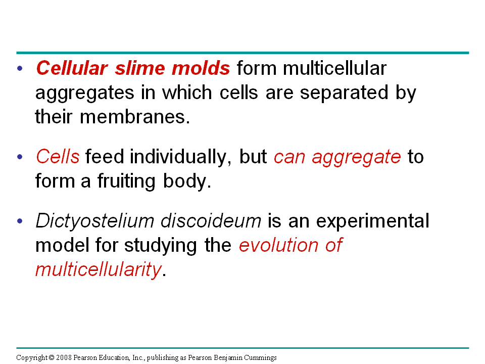 Protists - Presentation Biology