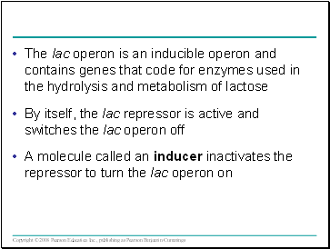 The lac operon is an inducible operon and contains genes that code for enzymes used in the hydrolysis and metabolism of lactose