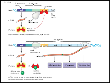 Fig. 18-4