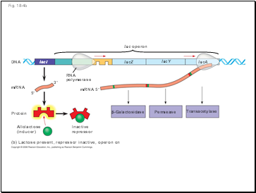 Fig. 18-4b