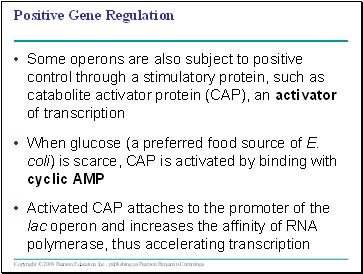 Positive Gene Regulation